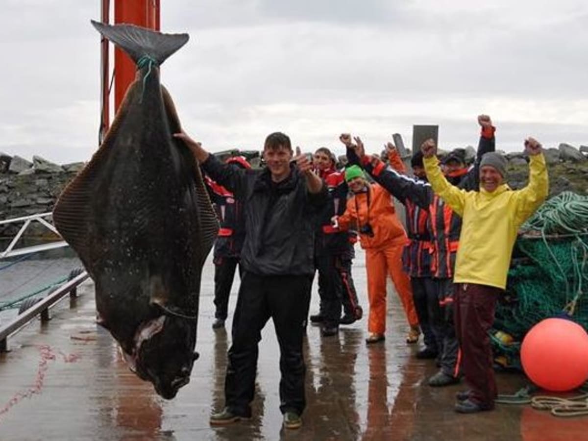 Halibut watches clearance