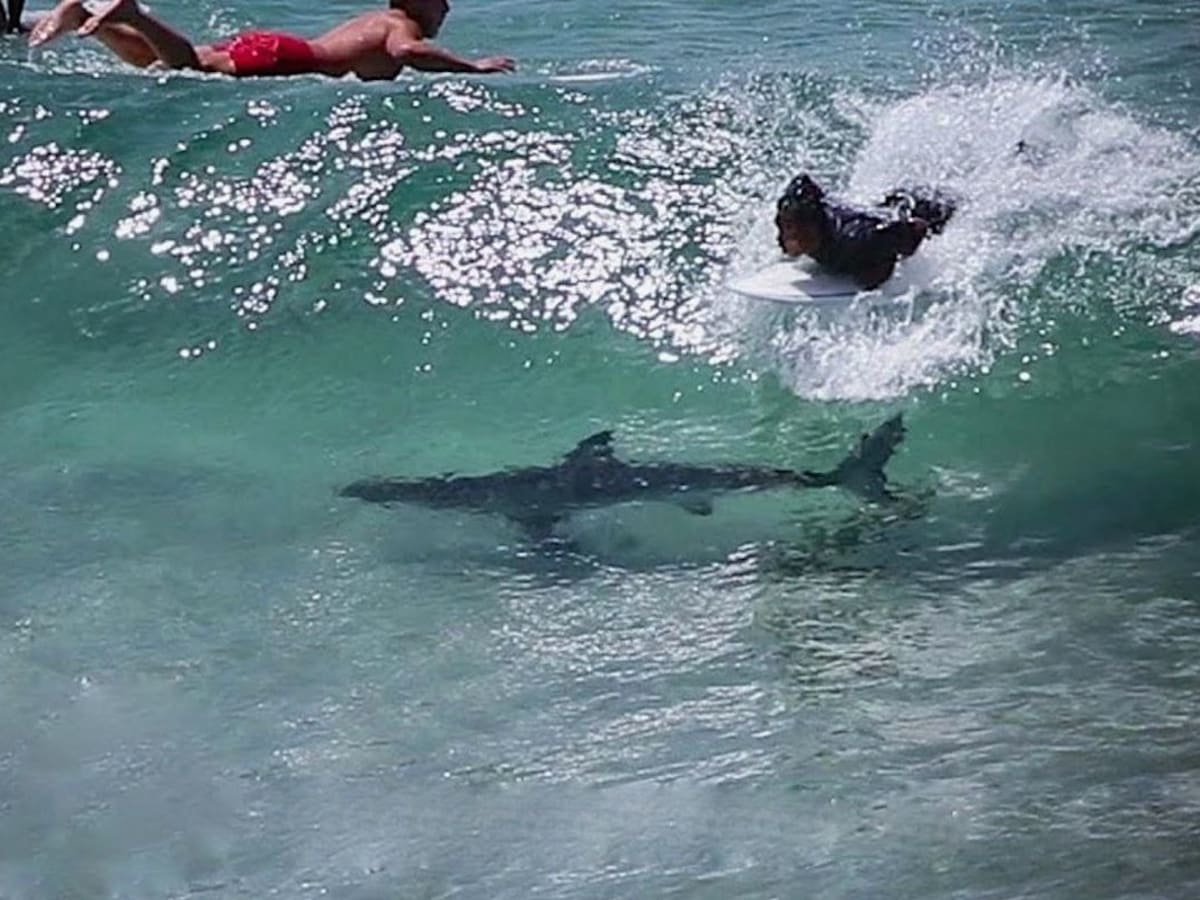 Shark surfing new arrivals