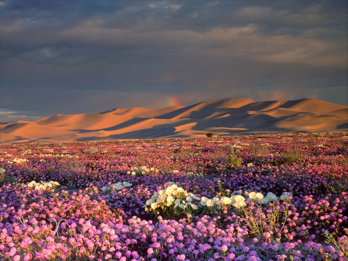 A Super Bloom Is Hitting California Deserts. Here s How to Take Advantage Men s Journal