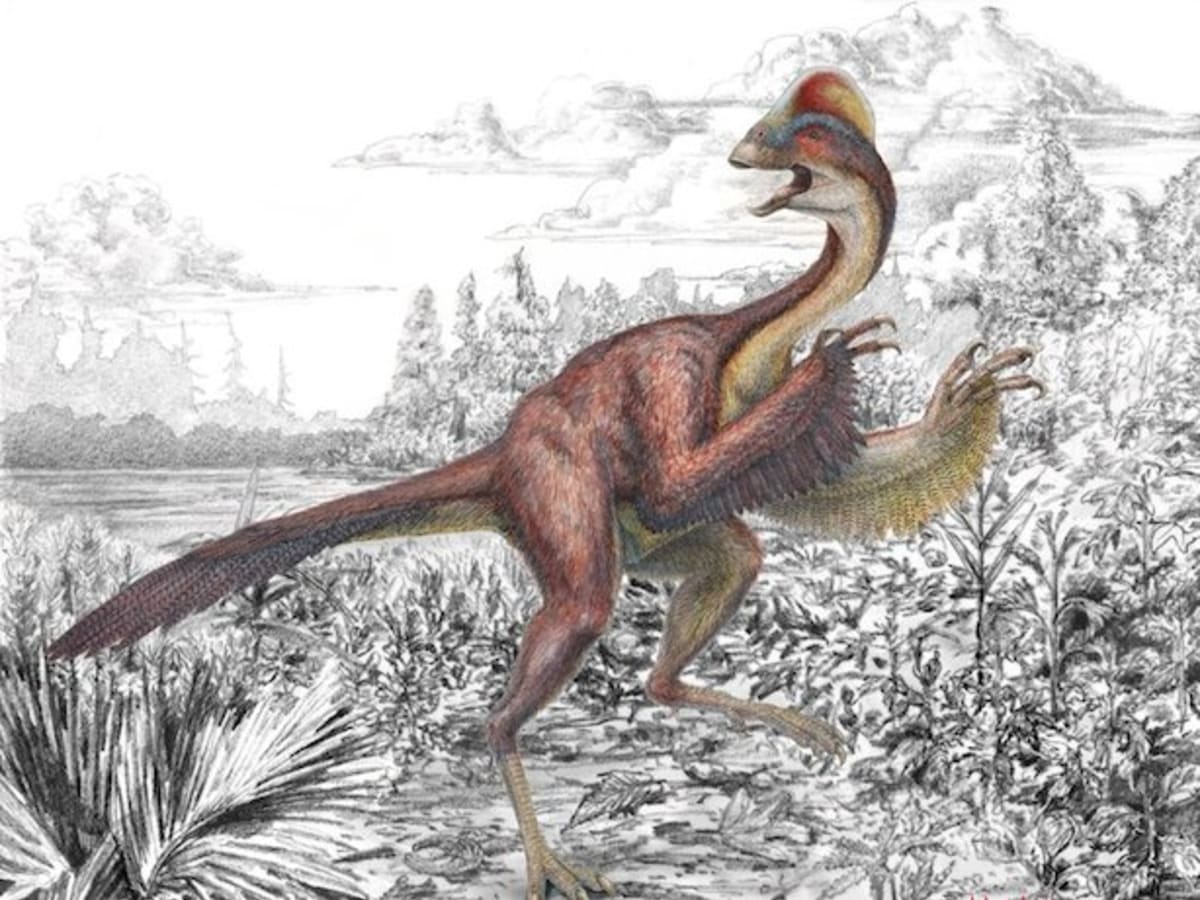 Saucony dinosaur shop