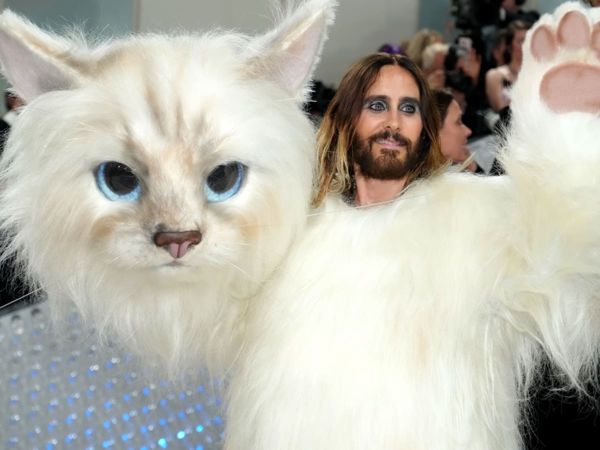 Suit cats cheap