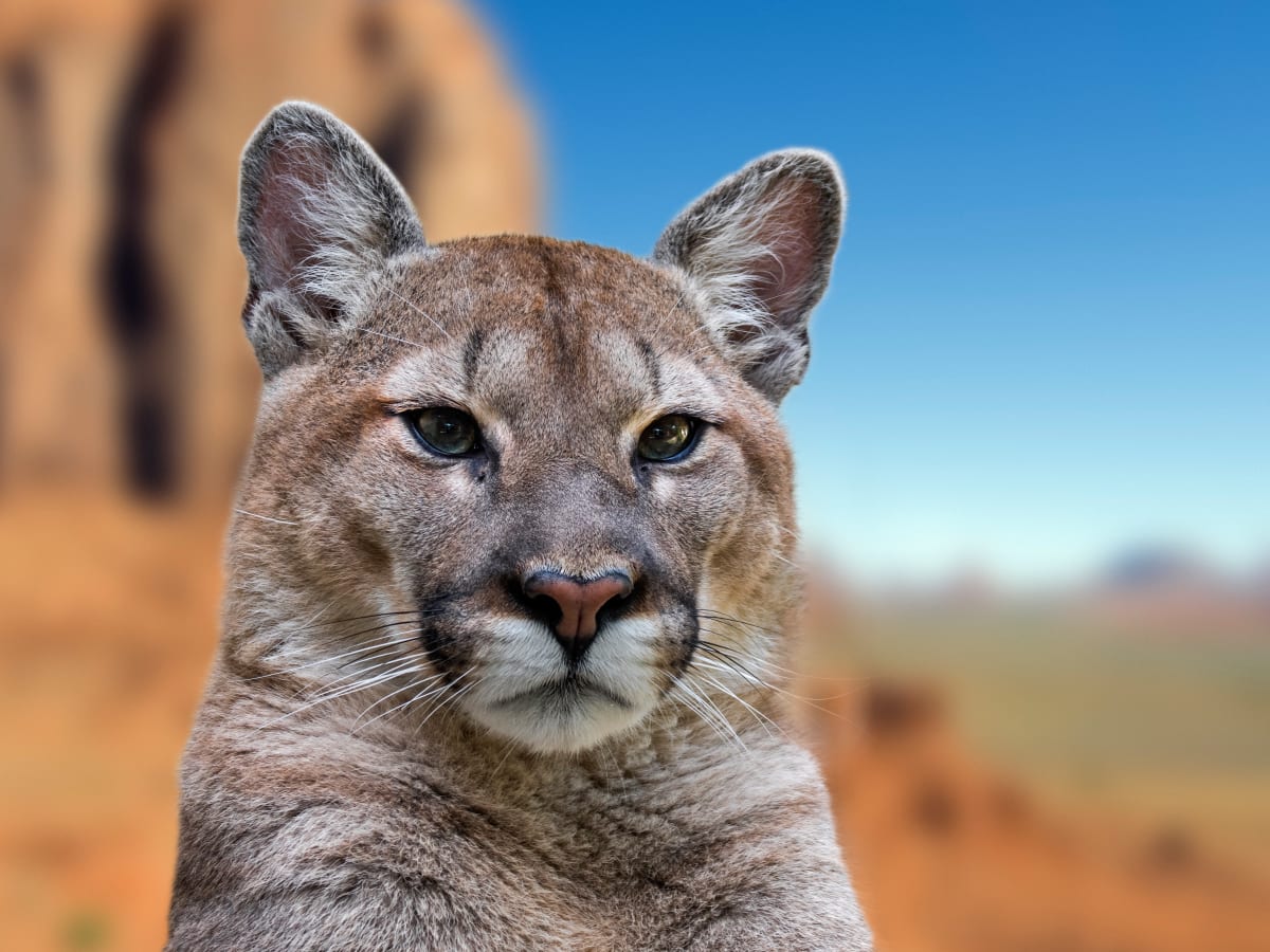 Usa puma deals