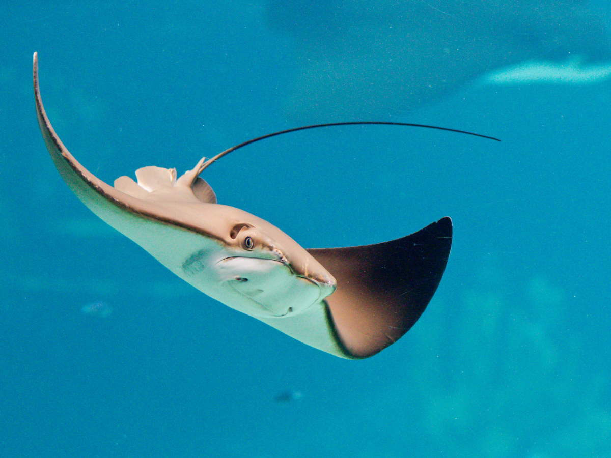 Officials Catch 400 Pound Stingray in Long Island Sound Men s
