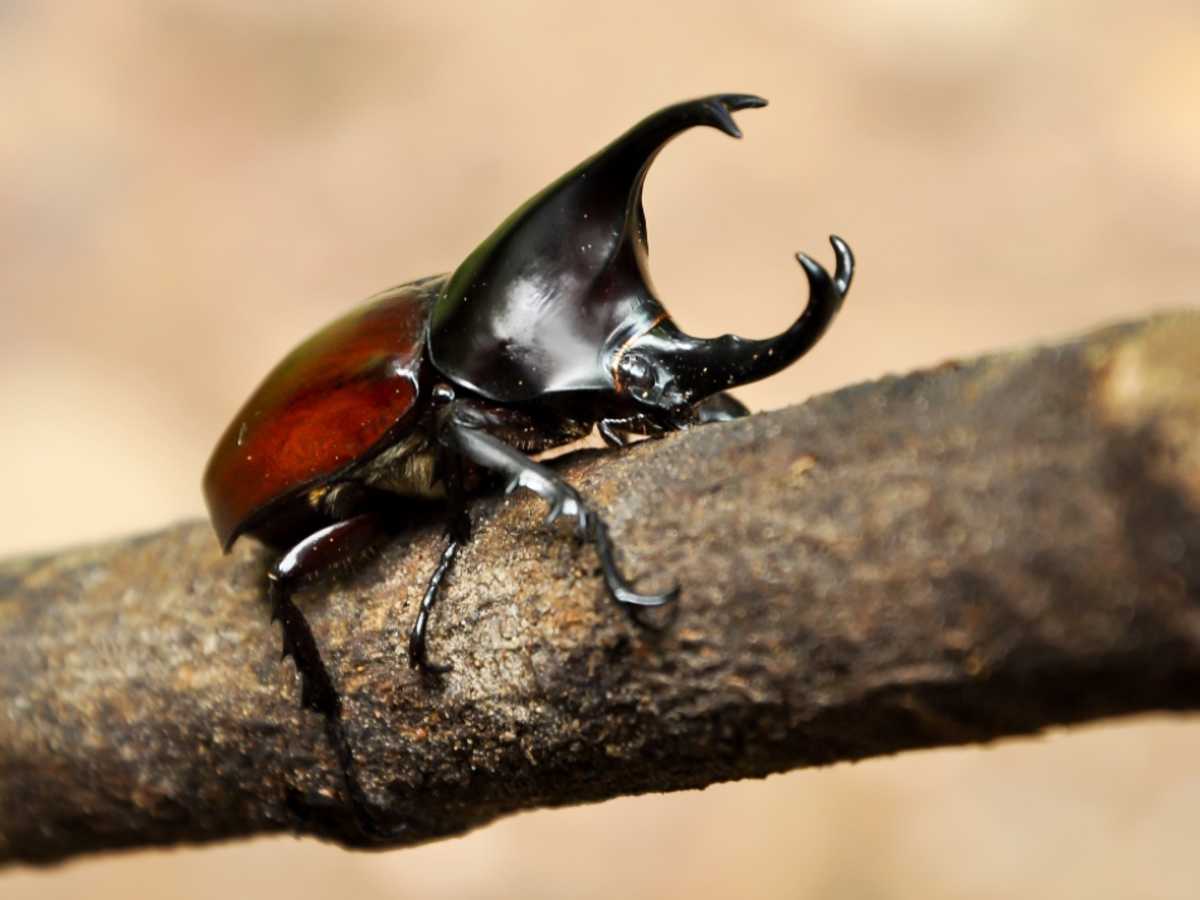 Exotic Live Beetles Found Hidden in Japanese Snacks at LAX