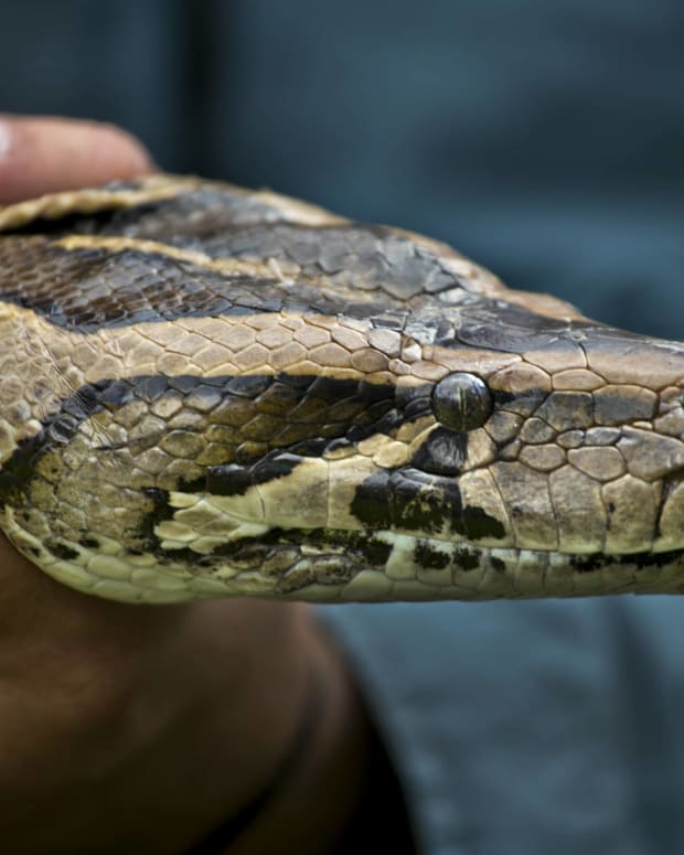 К чему снится есть змей. Интересные факты о петоне. Факты о питоне. Змея интересные фото. Фото самой маленькой змеи в мире.