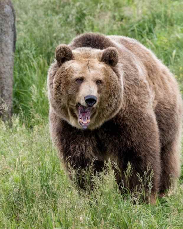 Stock photo of a grizzly bear walking through a grassy field.