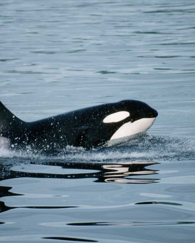 Orca coming up for air. 