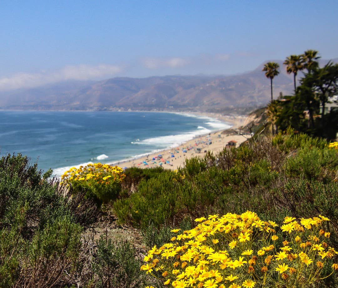 Malibu coastline with flowers in the foreground.