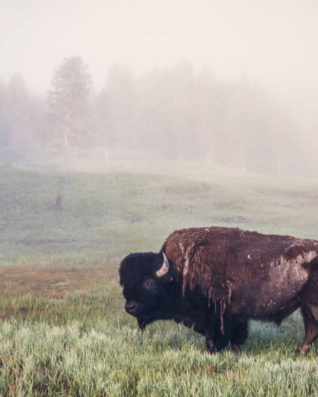 A bison bull grazes in the fog in Yellowstone National Park in Wyoming, USA.. (Photo by: Jon G. Fuller / VWPics/Universal Images Group via Getty Images)