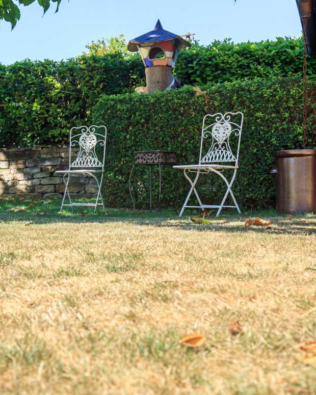 How to revive dead grass