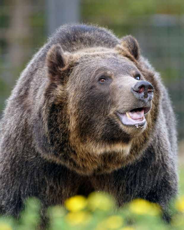 A grizzly bear living at the Grizzly & Wolf Discovery Center in West Yellowstone.