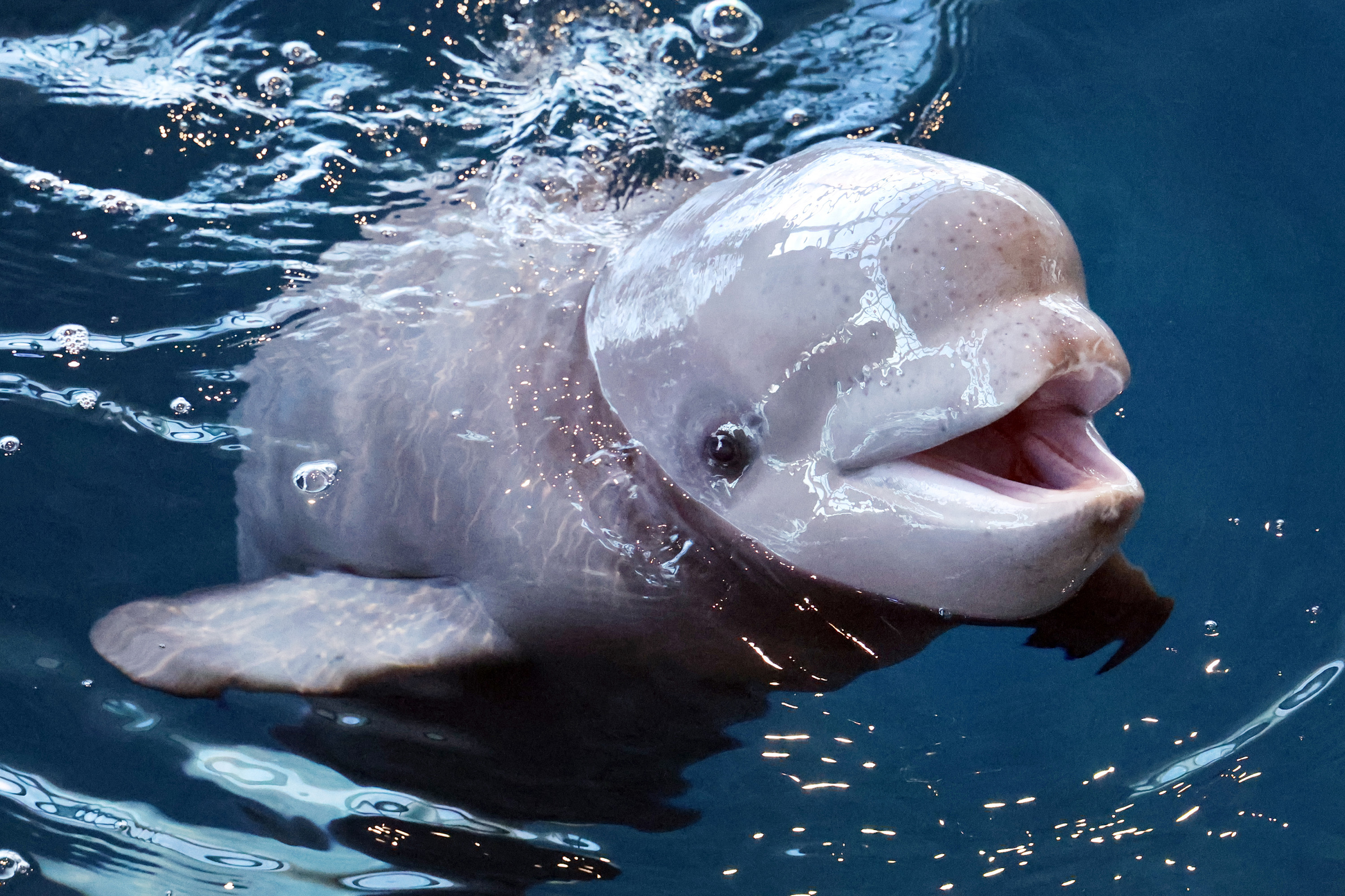 Canadian Zoo Threatens to Euthanize 30 Beluga Whales - Men's Journal