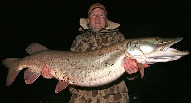 Muskie World Record Pike