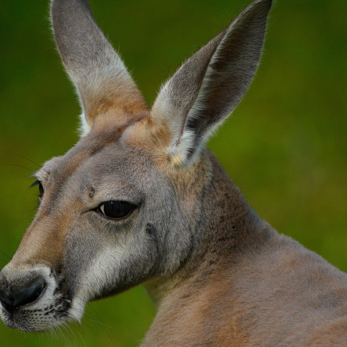 Americans More Confident They Could Beat Jake Paul than a Kangaroo in Fight  - Men's Journal, image size:1200x1200