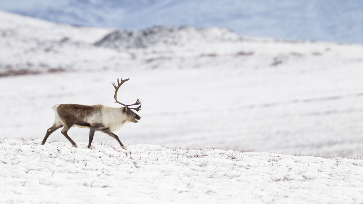 Who Wants to Kill a Caribou? Not Me. Never Again. - Men's Journal
