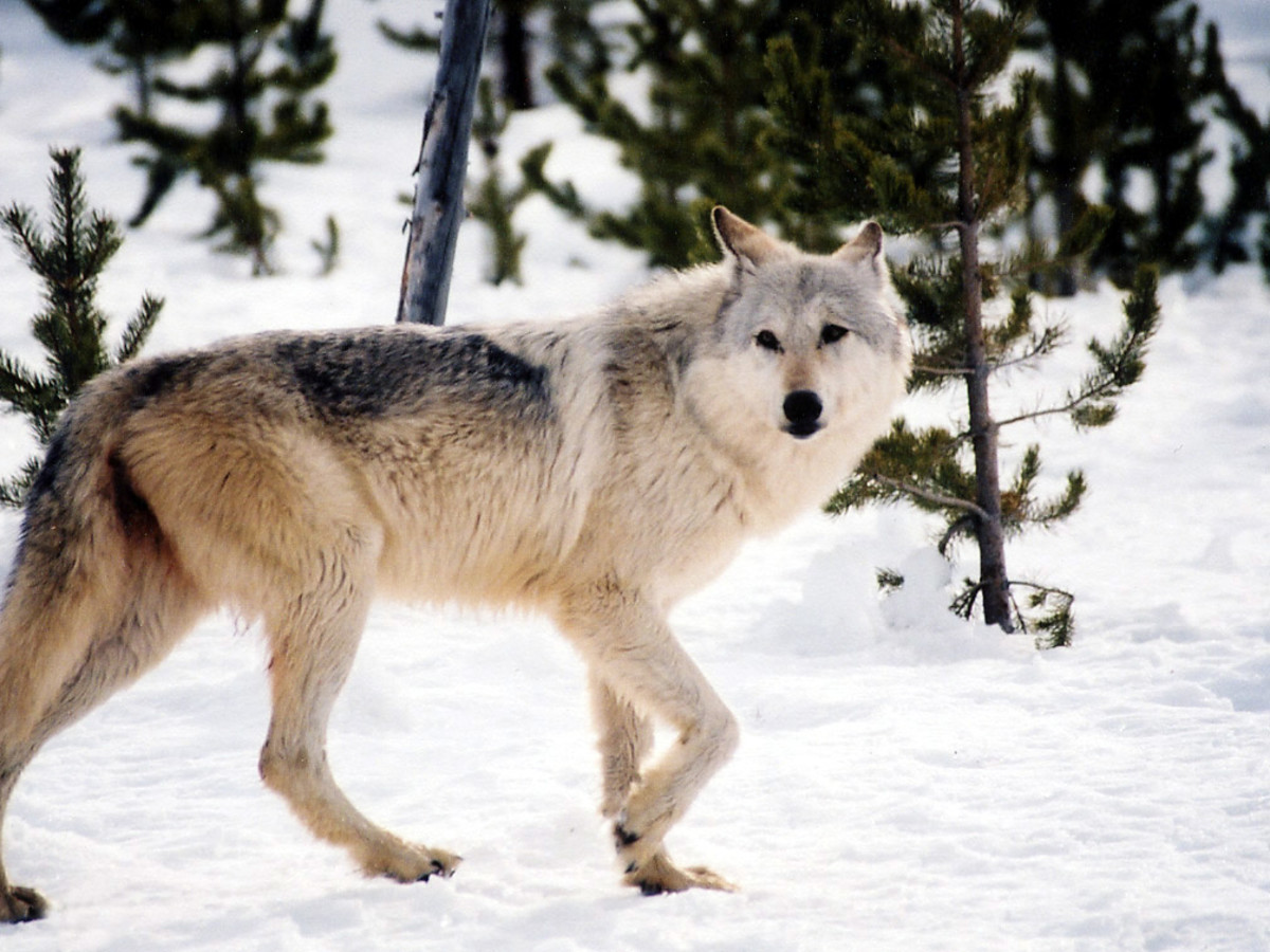 40 dogs killed by wolves during Wisconsin bear hunt; experts puzzled -  Men's Journal, image size:1200x900