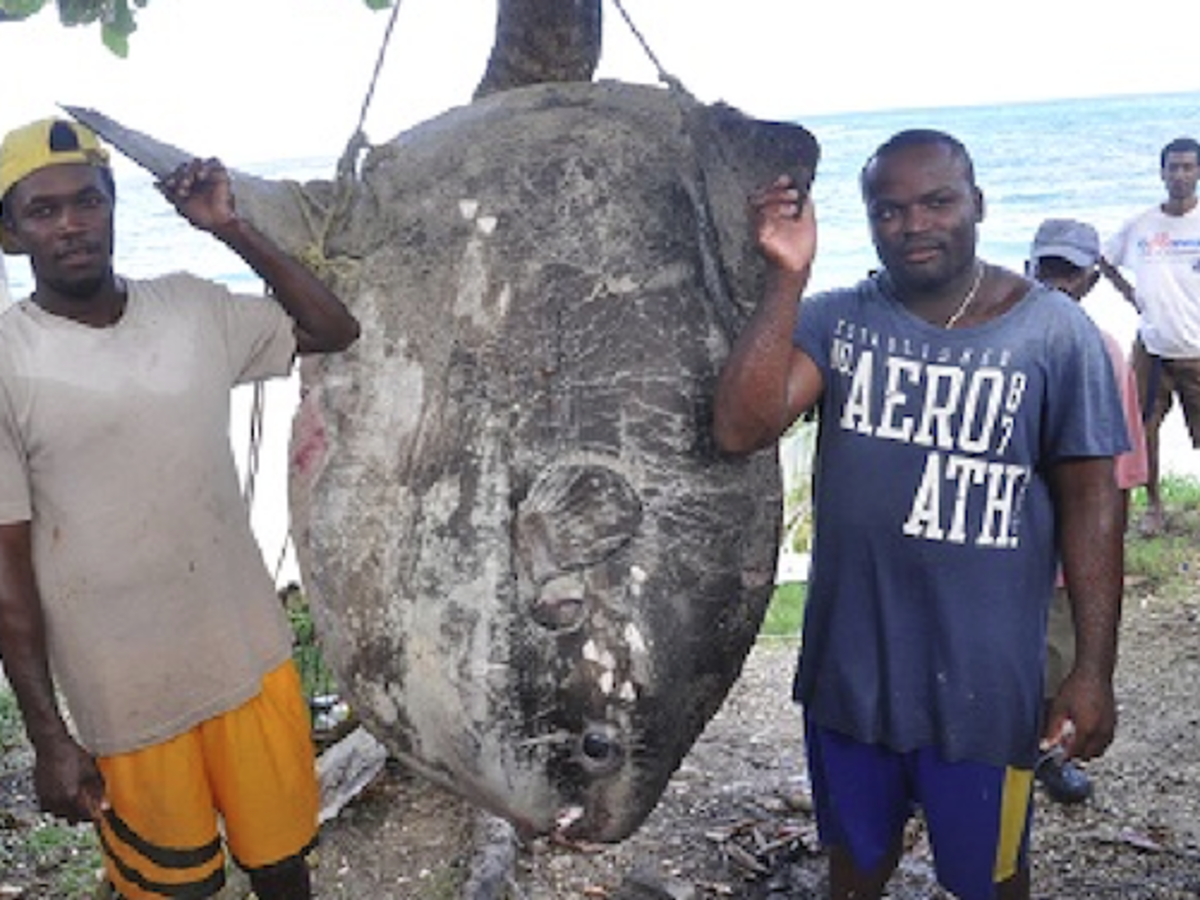 Catch of 900-pound sunfish creates stir in Jamaica - Men's Journal