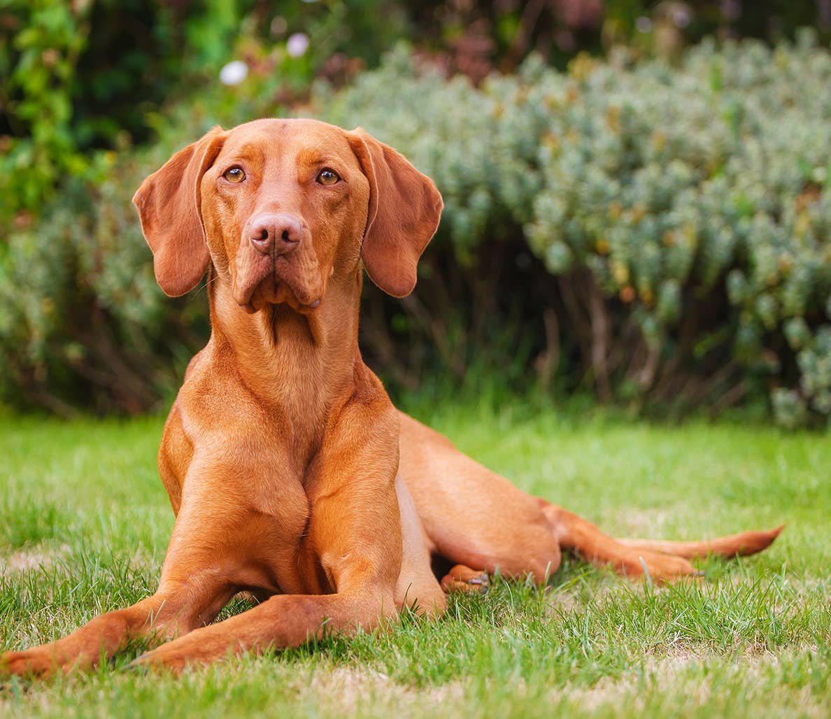 Top 20 Most Active Dog Breeds