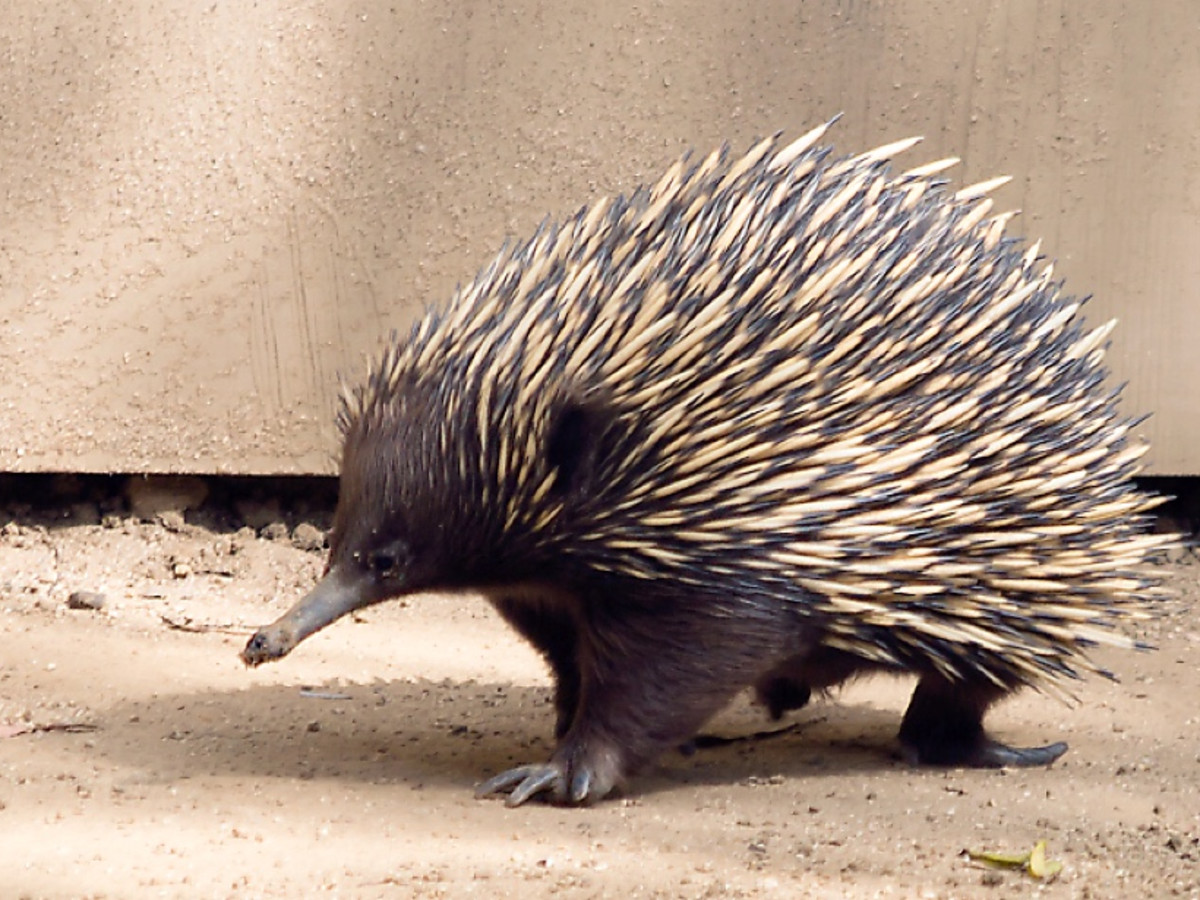 echidna.jpg