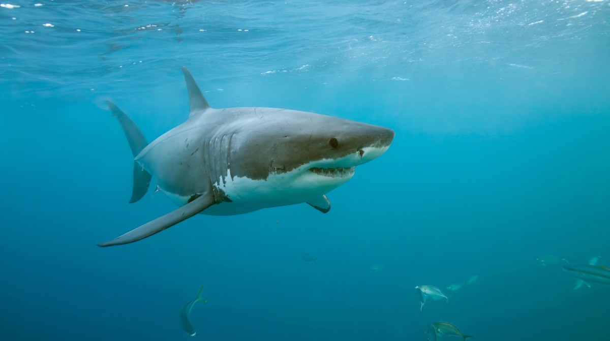 State Warned About Possible Uptick in Shark Attacks This Summer