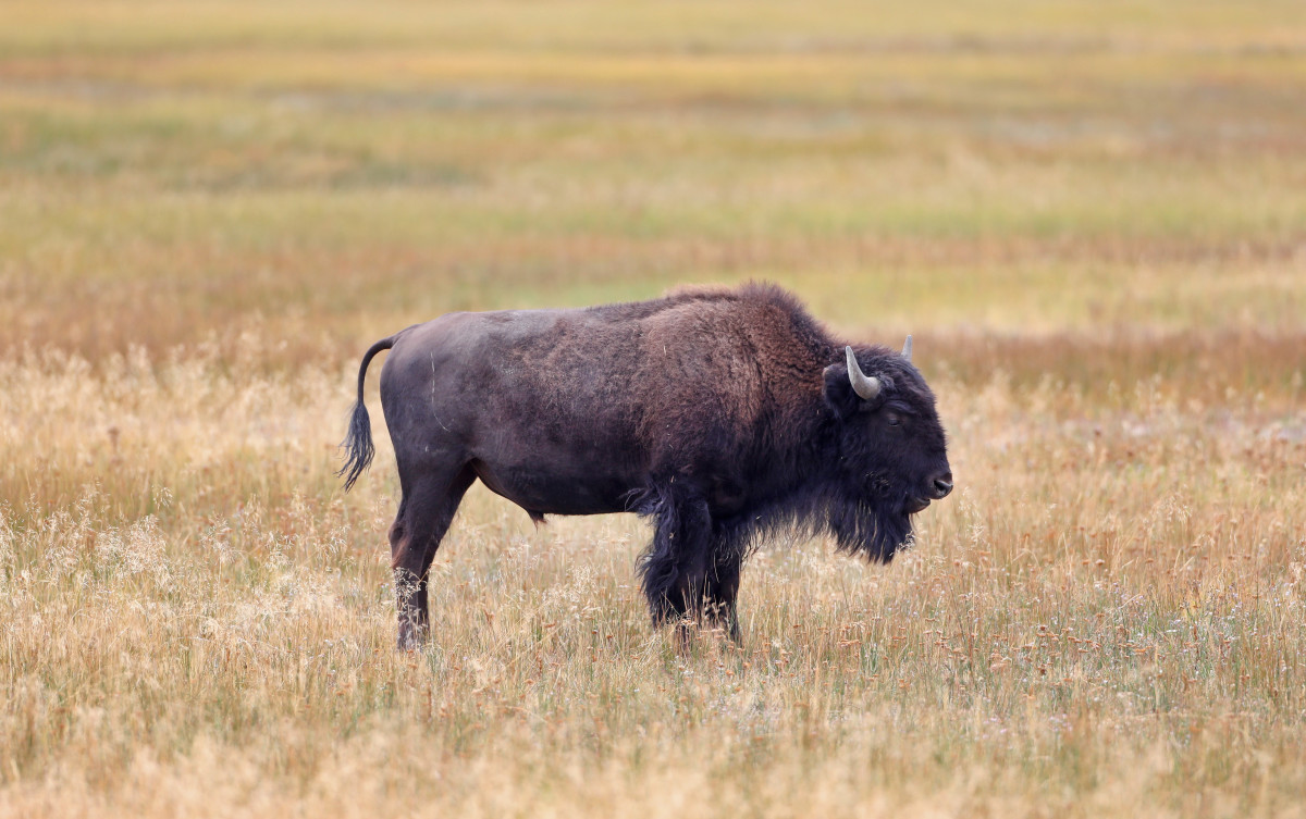 Yellowstone Tourist Attacked After Roaring at Bison