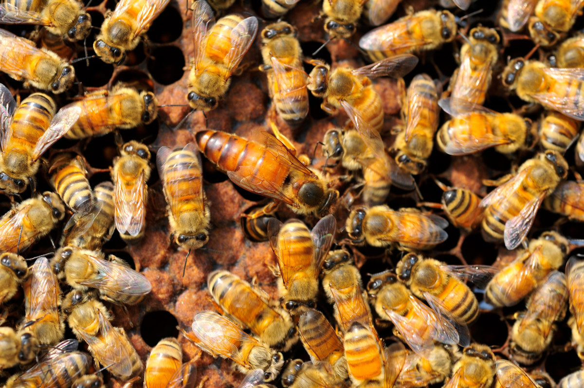 Family Shocked to Find 60,000 Bees Living In Their Walls