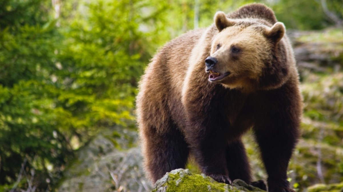 Brown Bear Chomps on Baby Ducklings, Horrifying Zoo Onlookers