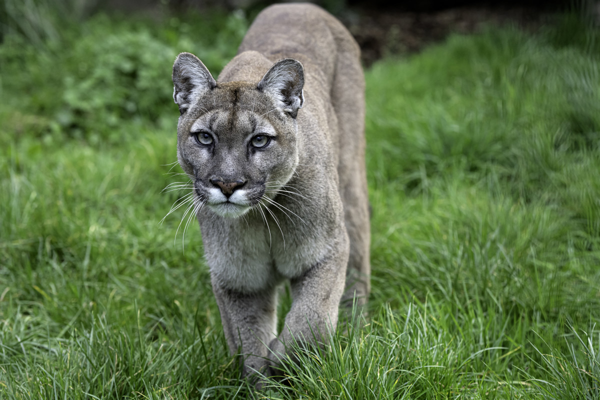 Video: Mother and Daughter Come Face to Face With Mountain Lion