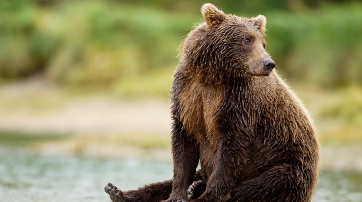 National Park's Annual 'Fat Bear Week' Underway, Here's How to Vote