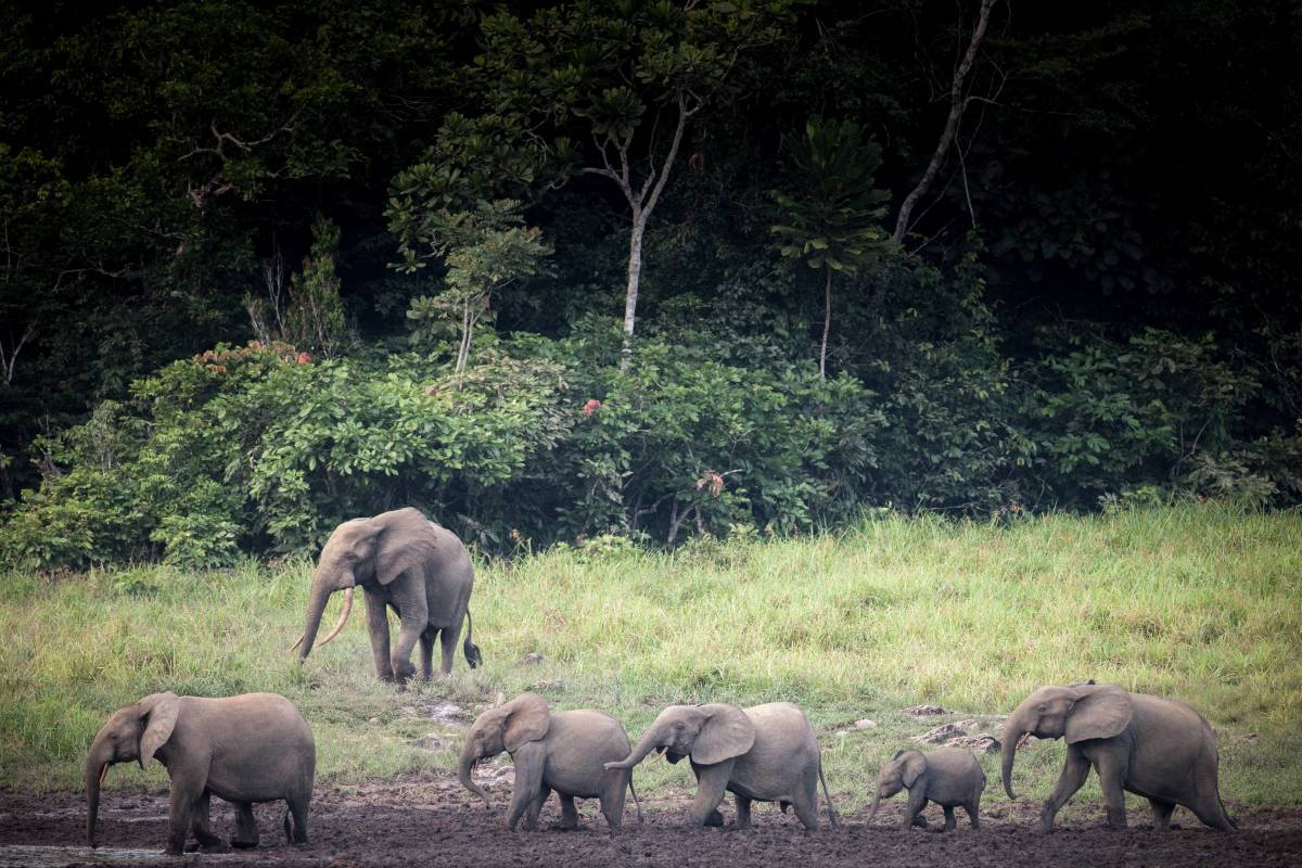 African forest elephant in Senegal