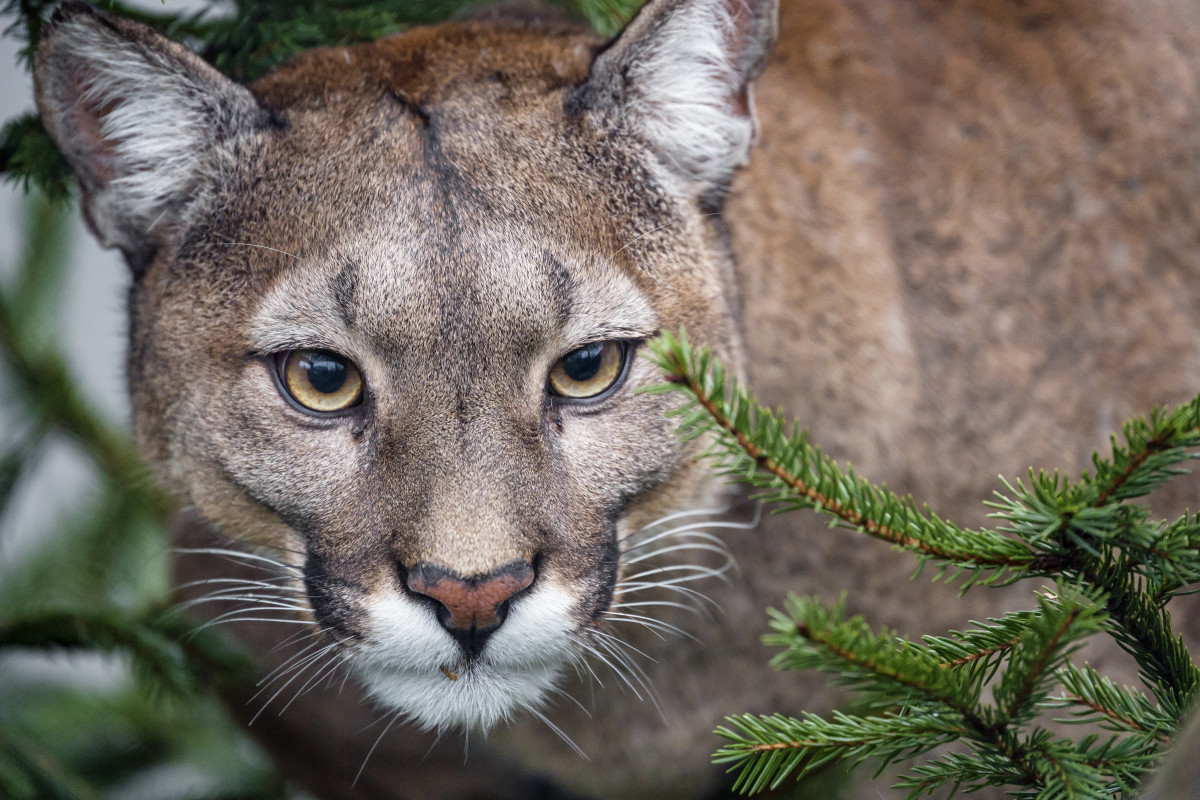 Gorski lev napadel 4-letnega otroka v nacionalnem parku Olympic