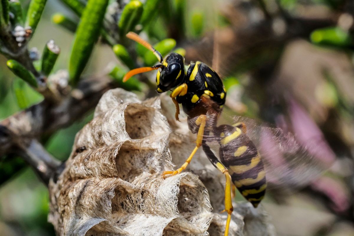 Radioactive Wasp Nest Found at Cold War Era Nuclear Weapons Facility
