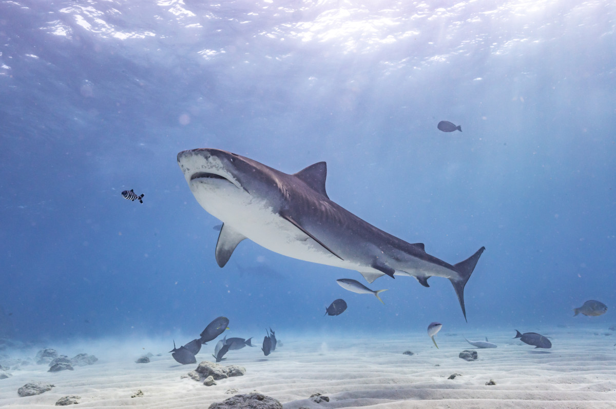 Američana med podvodnim ribolovom na Bahamih napadel morski pes in ga hudo poškodoval