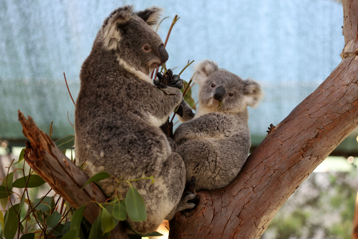 Australia Approves Plan to Stop Rampant Koala Chlamydia