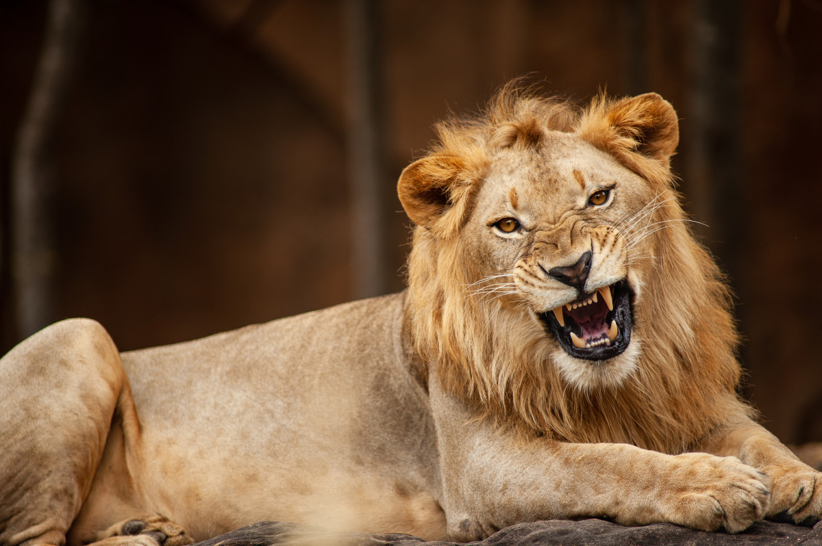 Pack of Lions, Led by 10-Year-Old Named Trump, Maul Zookeeper to Death