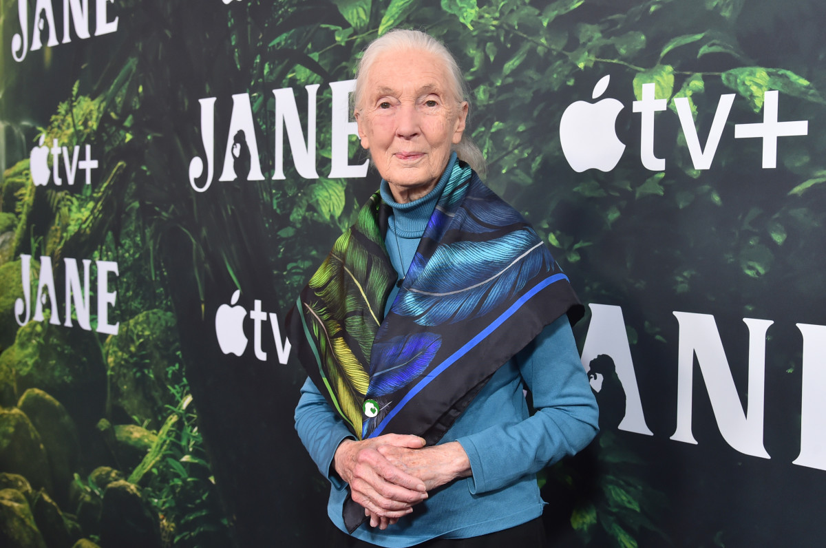 Umrla je Jane Goodall, pionirka raziskav o šimpanzih, pri 91 letih