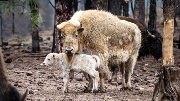 Extremely Rare White Bison Born at a Wyoming State Park