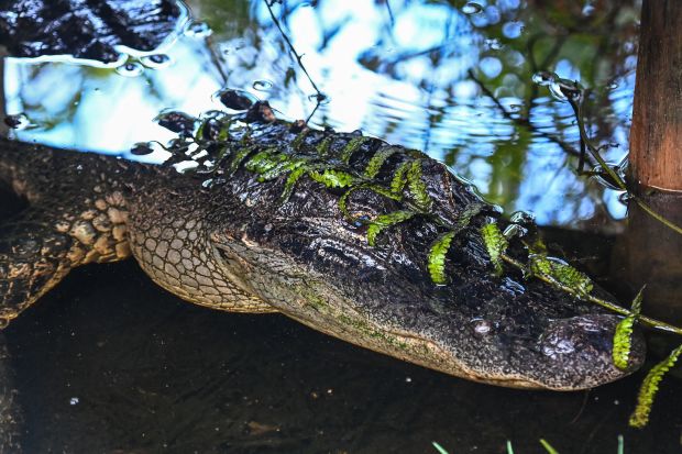 See the Massive, 920-Pound ‘Dinosaur Gator' Caught in Florida