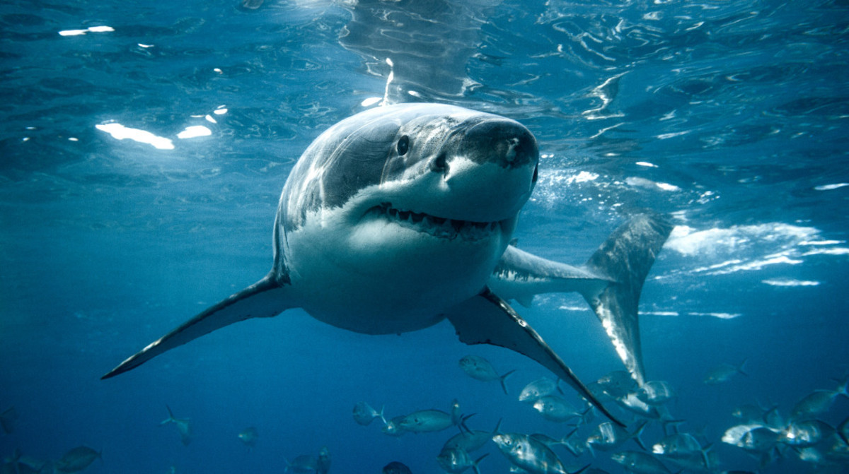 Woman Killed by Shark Amid Uptick of Attacks in Popular Tourist Destination