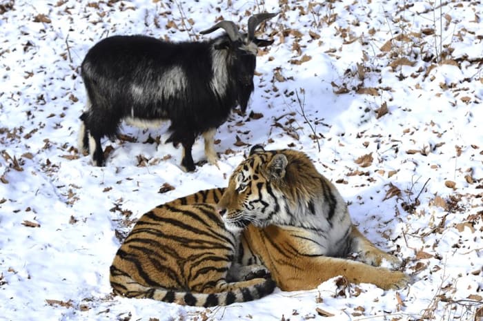 Amur the Siberian tiger has attempted to teach Timur the goat how to catch prey.