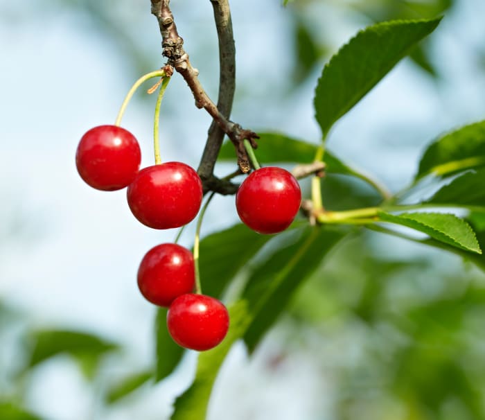 Best MuscleRecovery Foods to Ease PostWorkout Soreness Men's Journal