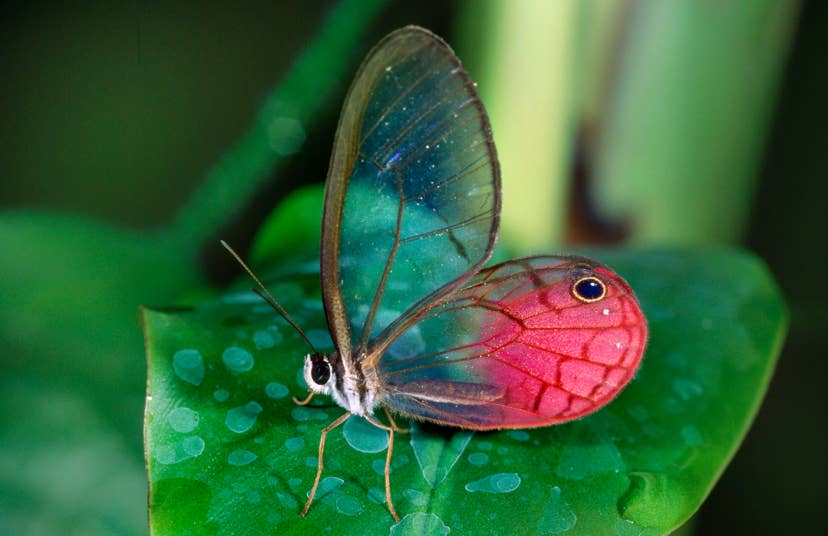 7 transparent animals found in nature