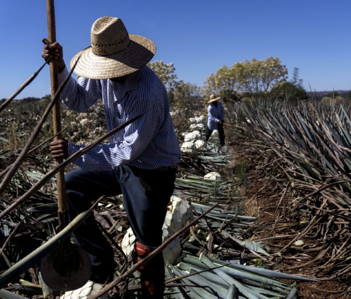 Tequila Prices Are Surging. Is a Shortage Looming? Men's Journal