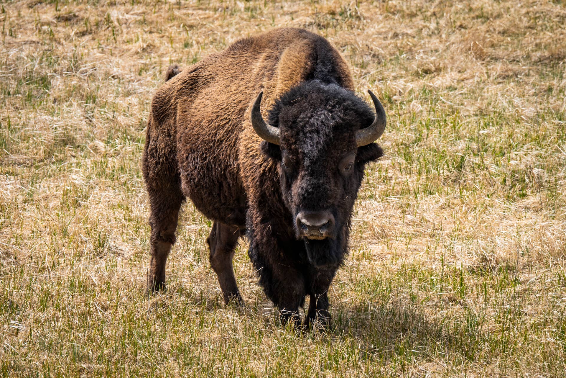 Visitor Gored by Bison at Yellowstone National Park