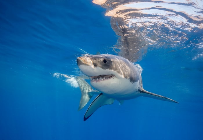 Largest Great White Shark on Record - Great White Shark Bahamas 