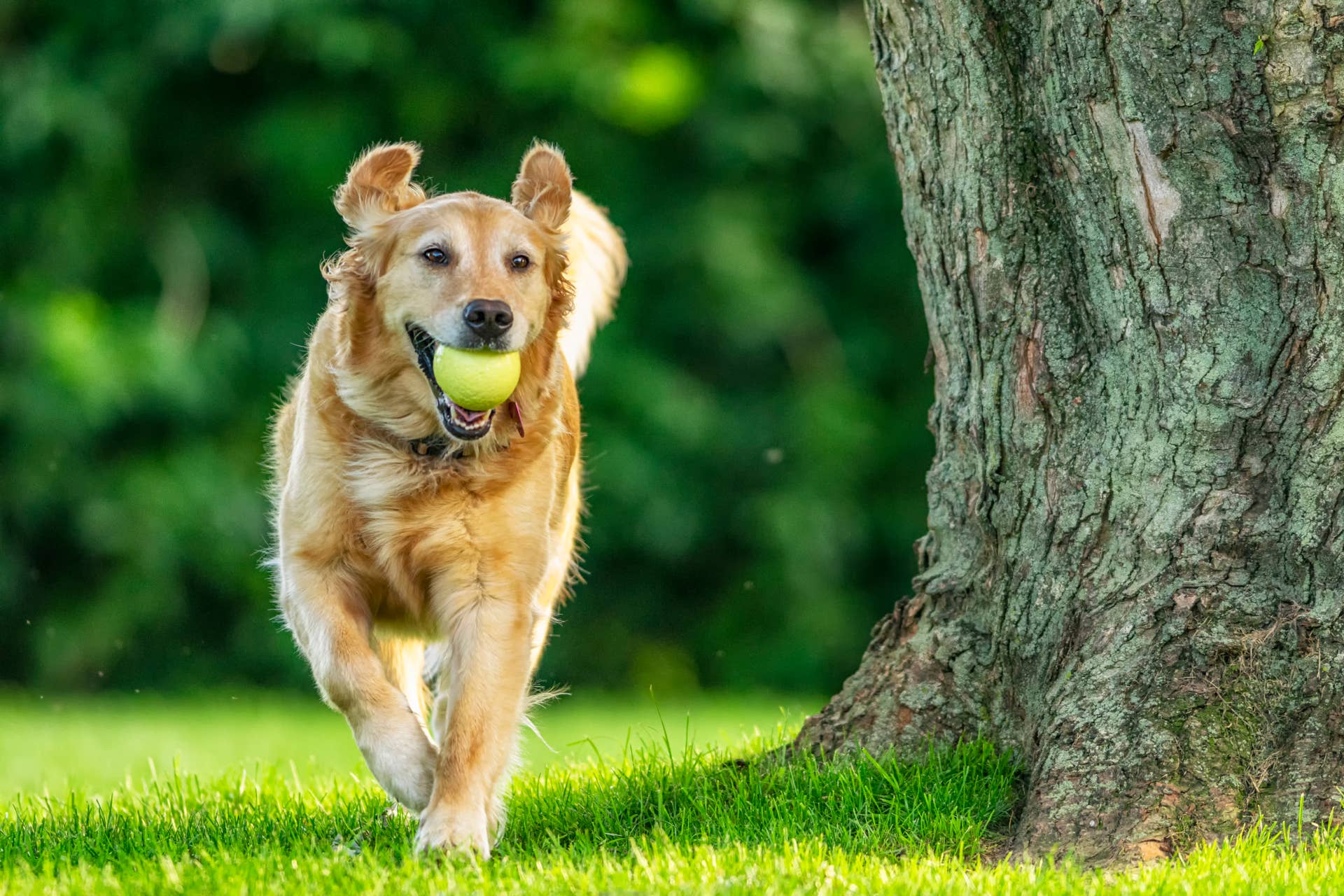 Man Sentenced for Murdering Pet Dog He Reportedly Didn't Want