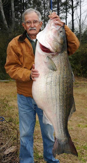 striper.webp