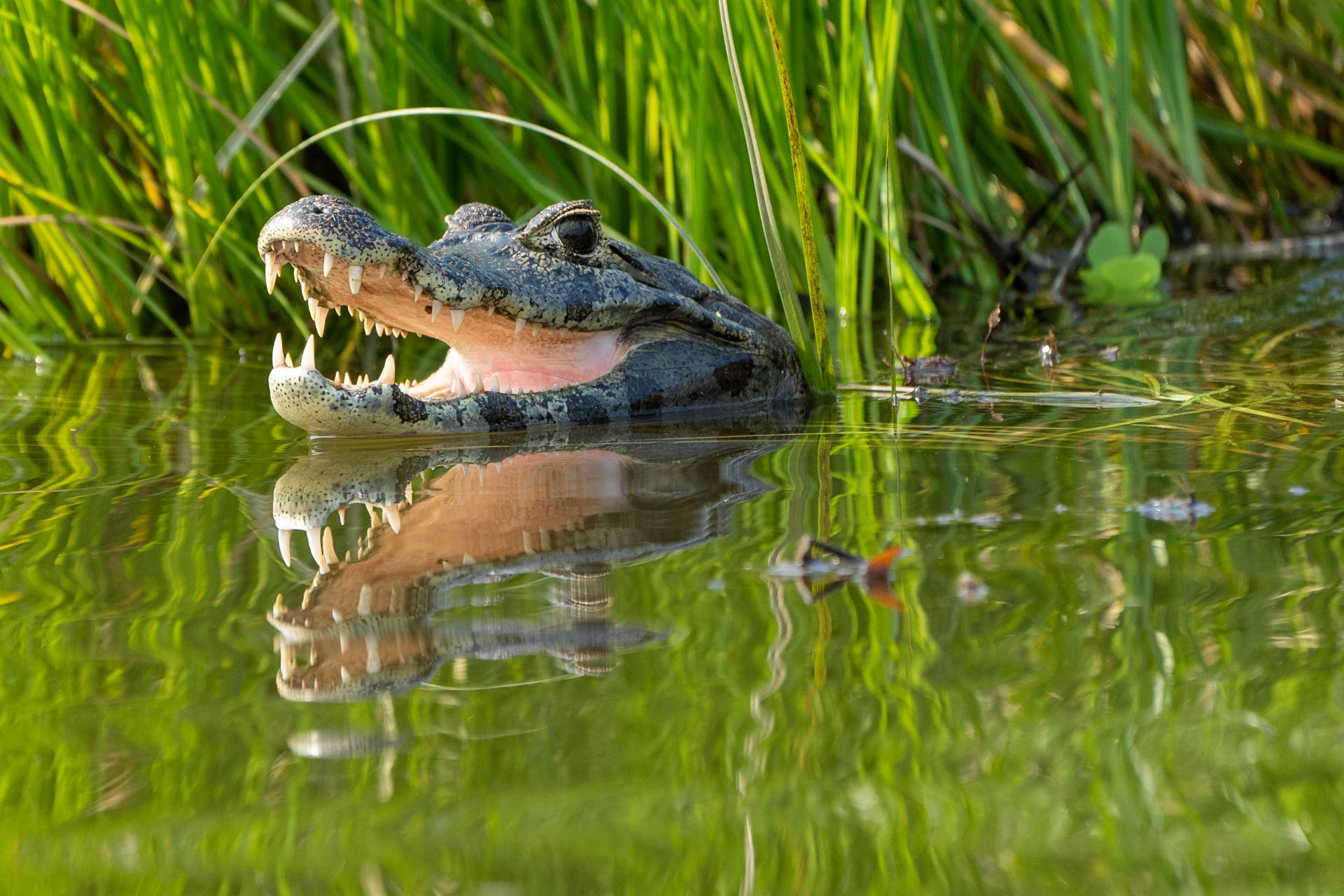 Owner Details Dog's Bloody Struggle With Huge Alligator
