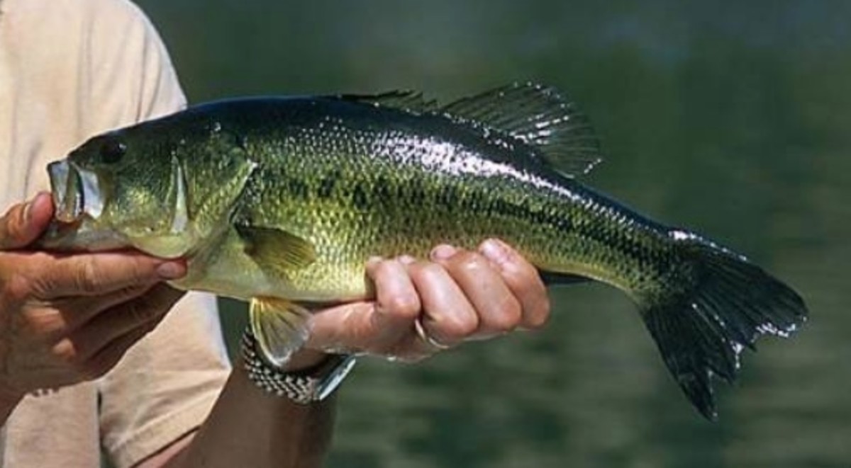 Extremely rare bright-orange largemouth bass caught in Florida - Men's  Journal
