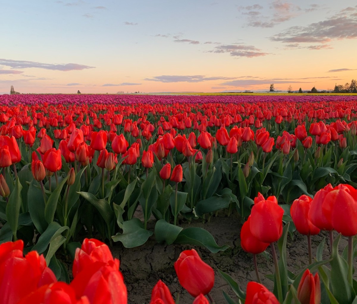 Best Tulip Fields and Festivals America Skagit Valley Tulip Festival
